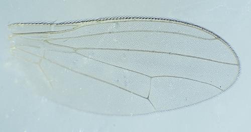 Réf. 294 889 : Chamaepsila ephippium